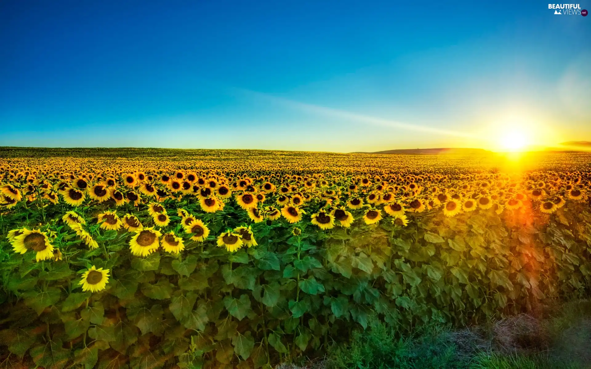 Field, west, sun, sunflowers