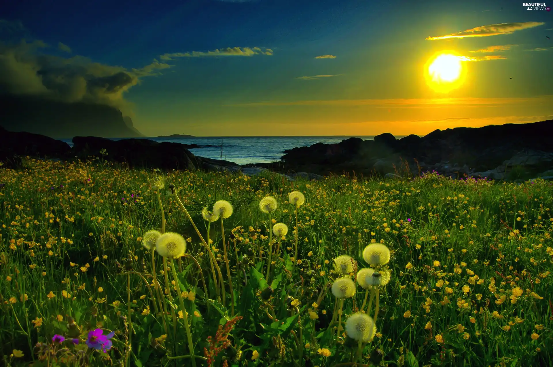 sun, Flowers, rocks, west, sea