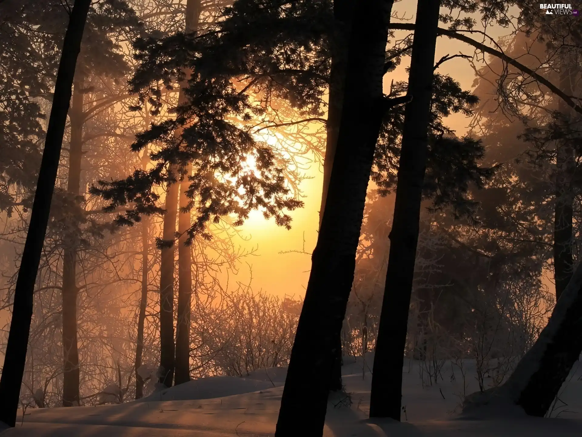 forest, Fog, sun, winter