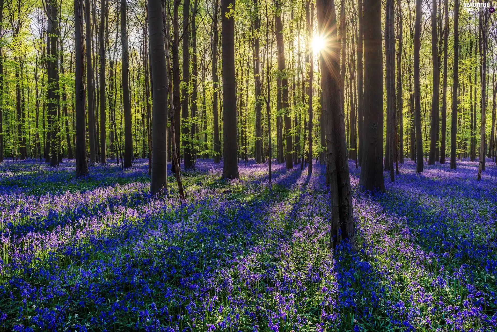 Bluebells, forest, sun, Spring, glamour, Flowers