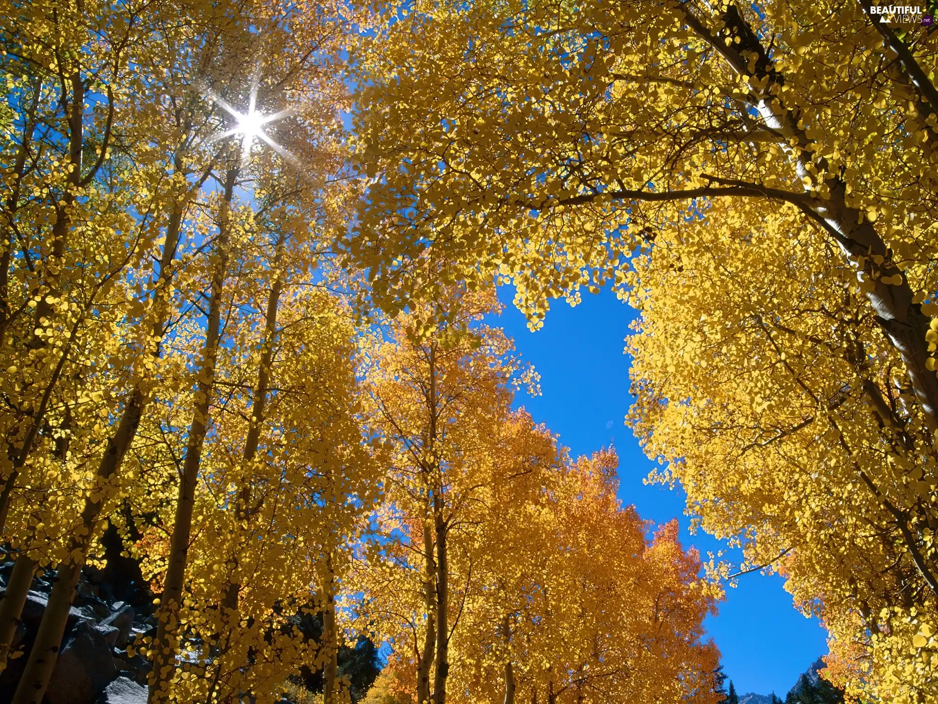 forest, Leaf, sun, Yellow