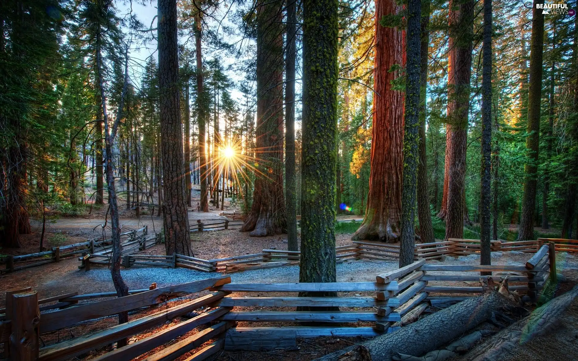 forest, rays, sun, fence