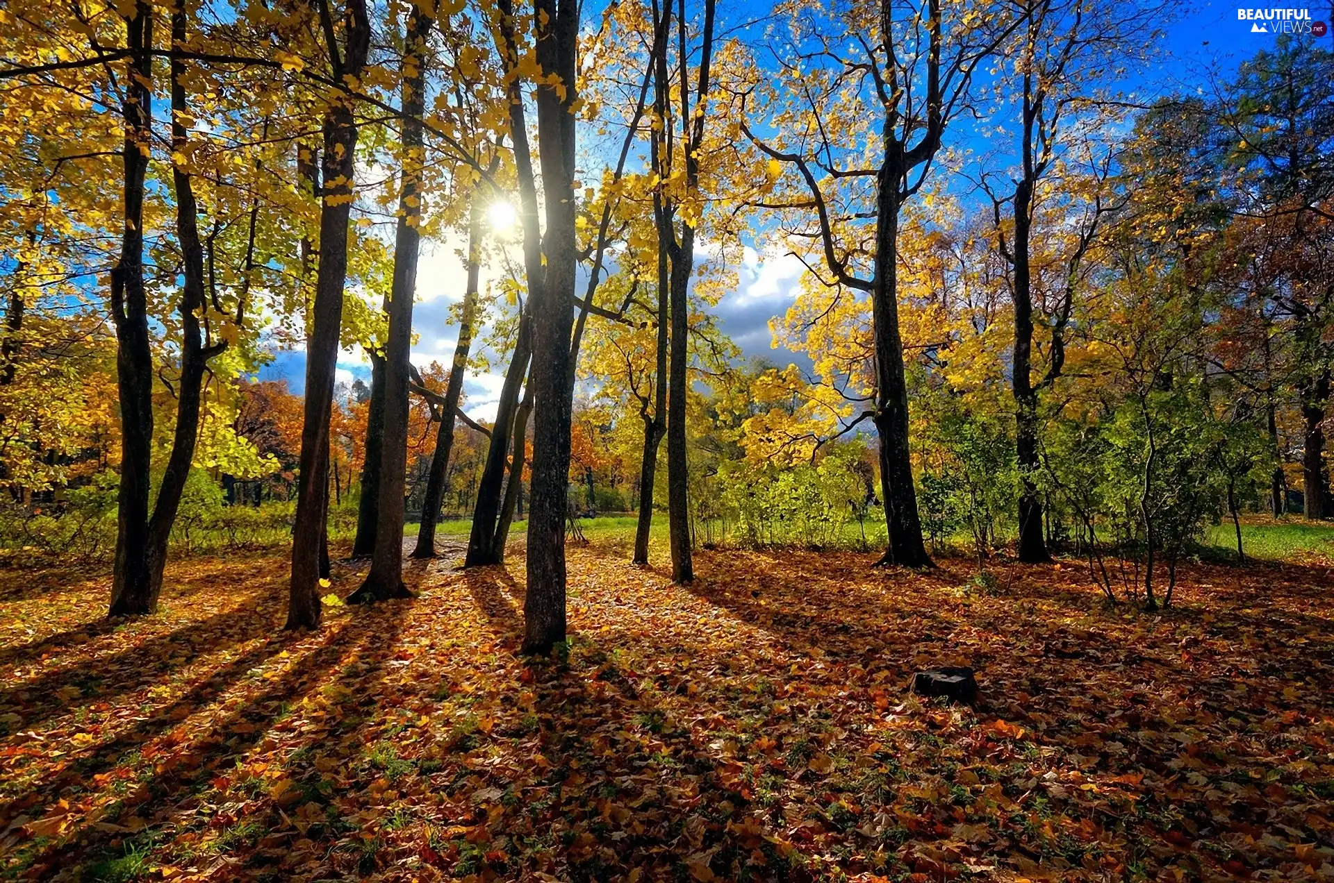 forest, rays, sun, Leaf