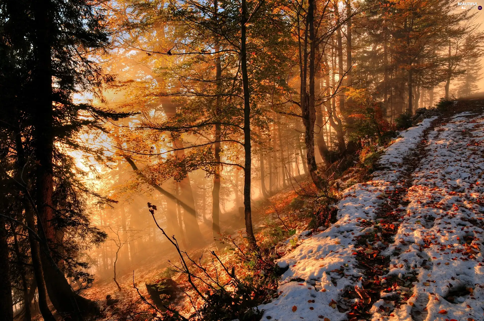 forest, rays, sun, snow