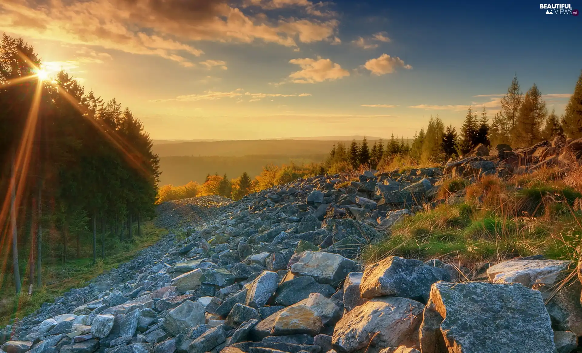 forest, rays, sun, Stones