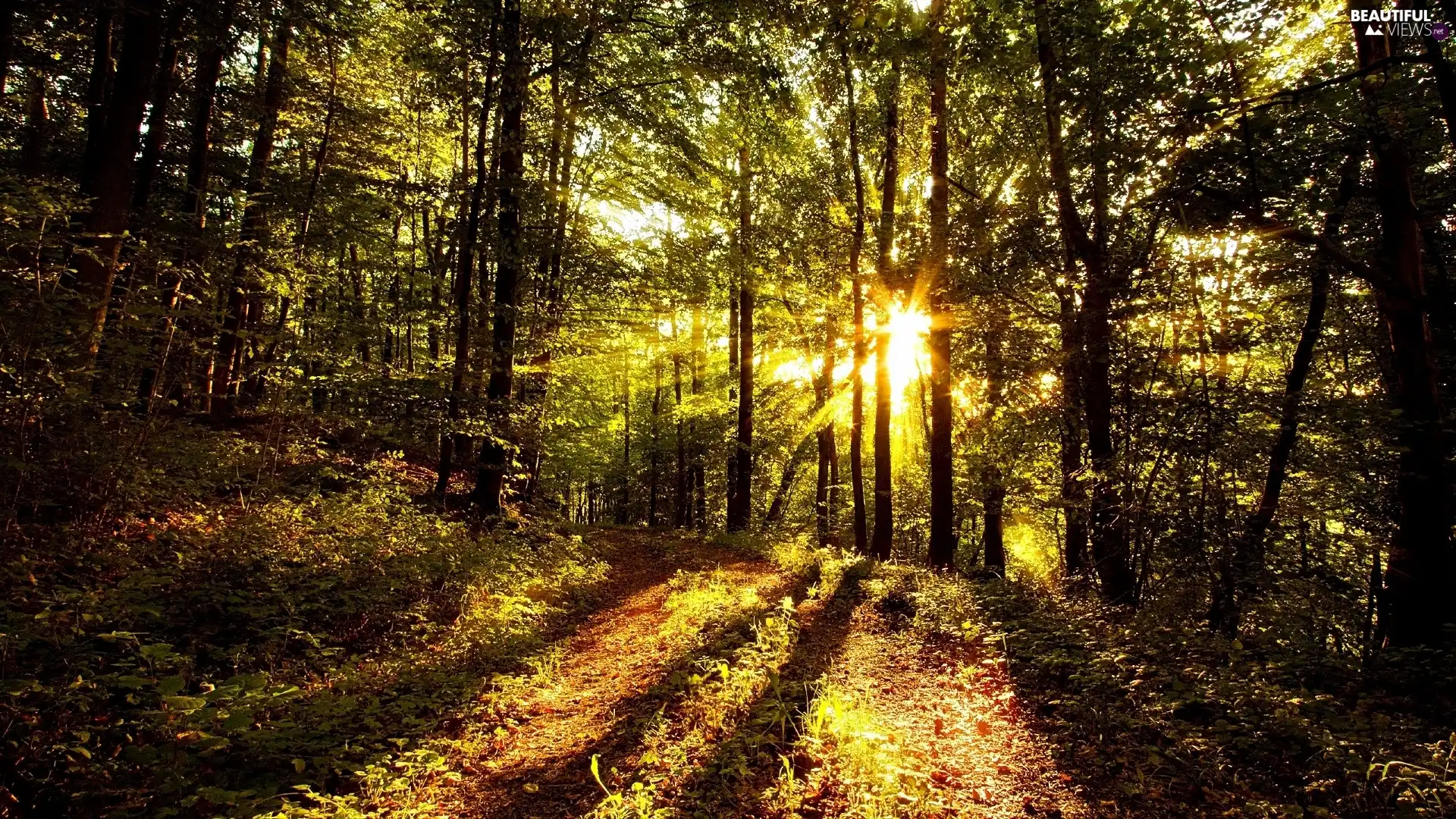 forest, rays, sun, Way