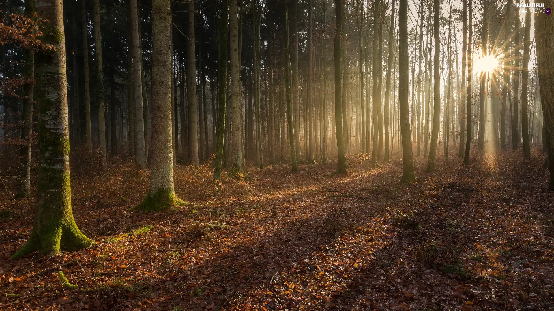 viewes, autumn, Fog, rays of the Sun, Leaf, trees, forest, fallen