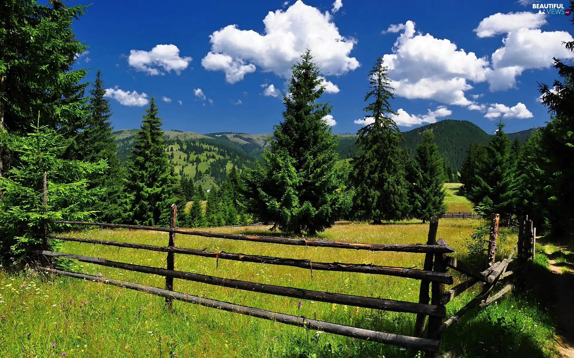 Spruces, Mountains, clouds, fence, sun, shadow, luminosity, medows, woods, flash, ligh