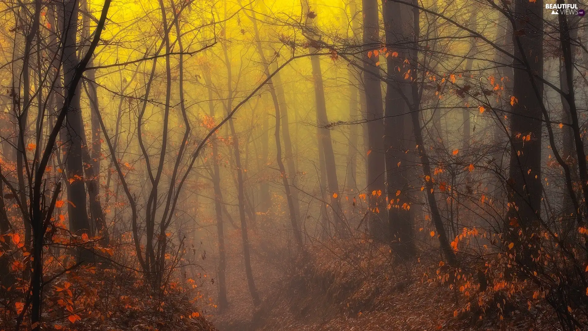 ligh, forest, flash, Fog, autumn, sun, luminosity