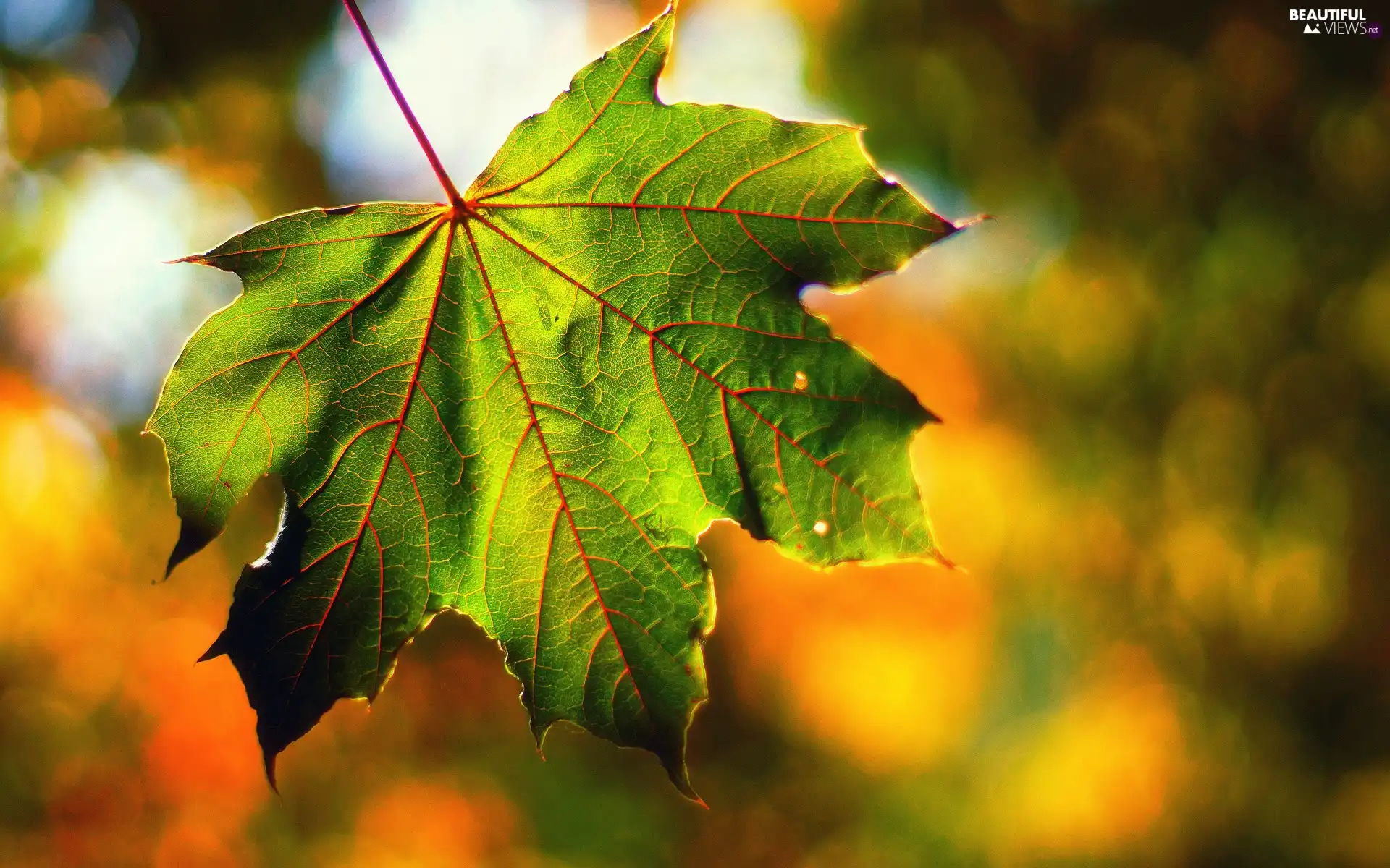 ligh, Autumn, flash, leaf, falling, sun, luminosity