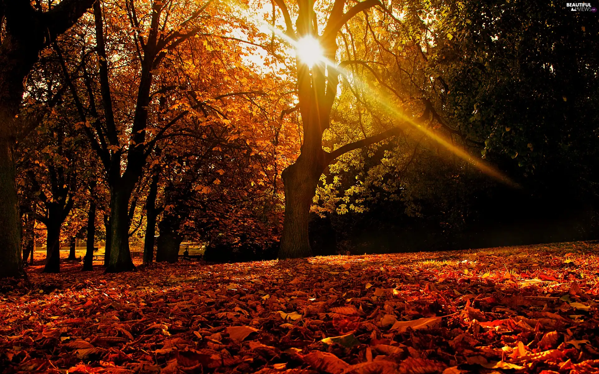 ligh, forest, flash, Przebijające, autumn, sun, luminosity