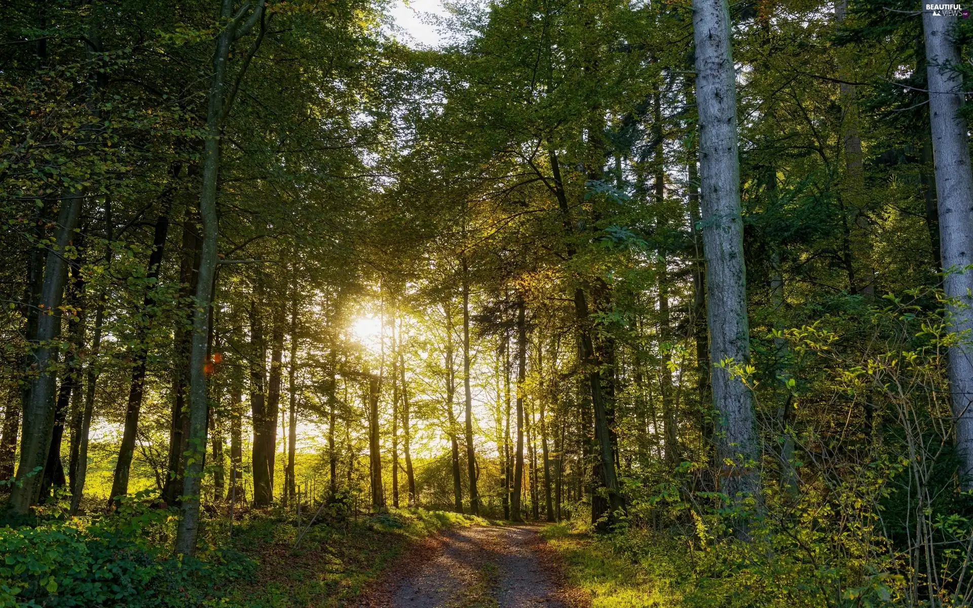 ligh, Way, flash, Przebijające, forest, sun, luminosity