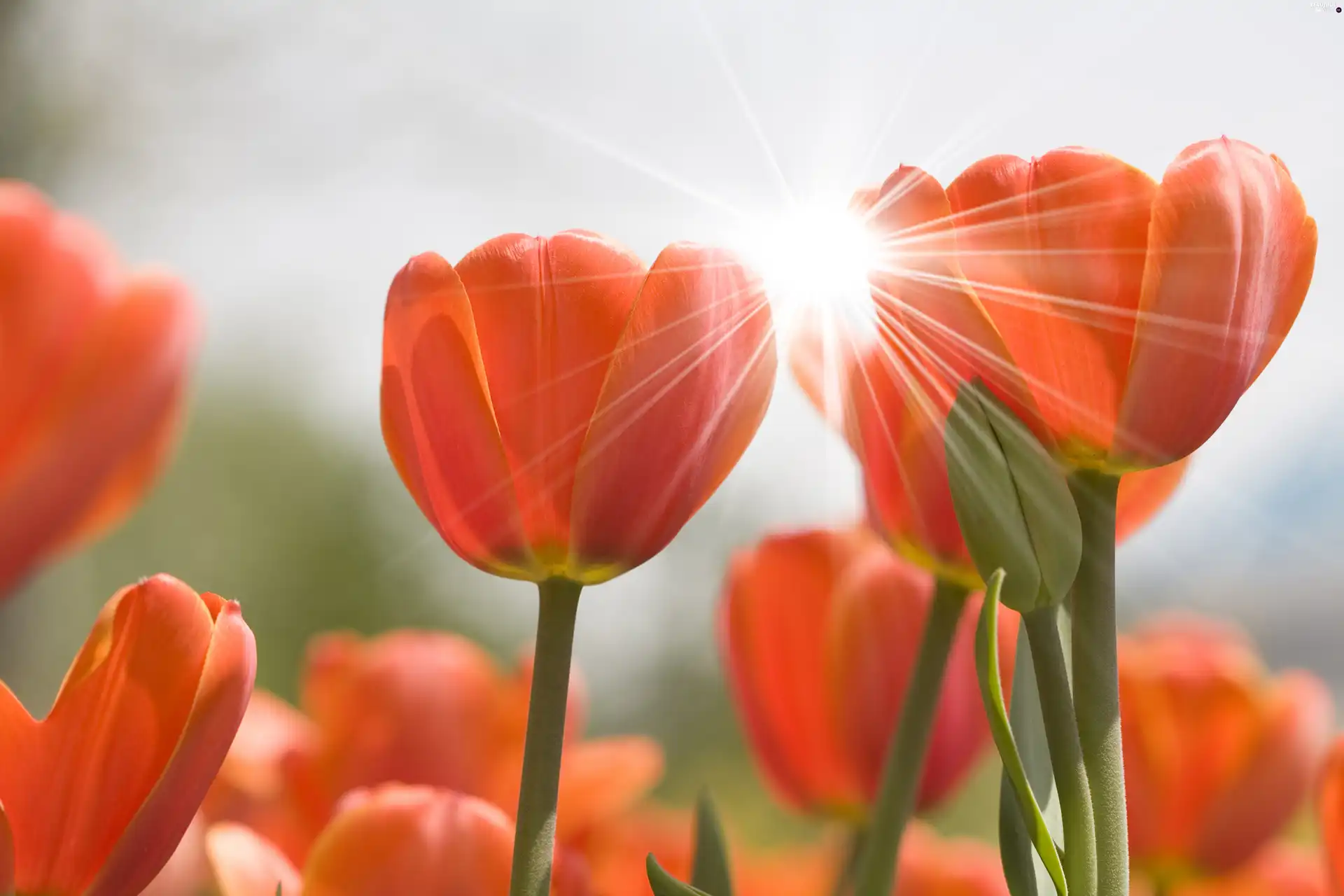 ligh, Tulips, flash, Przebijające, Red, sun, luminosity