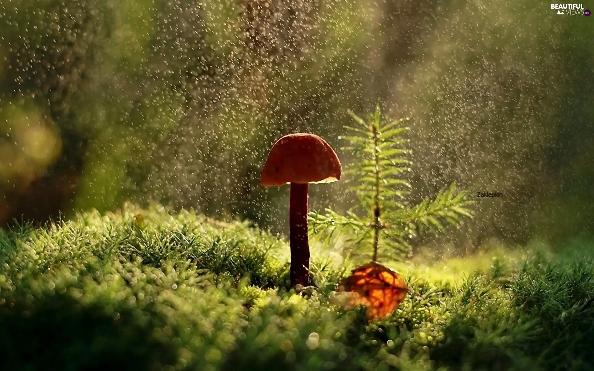ligh, forest, flash, Rain, Mushrooms, sun, luminosity