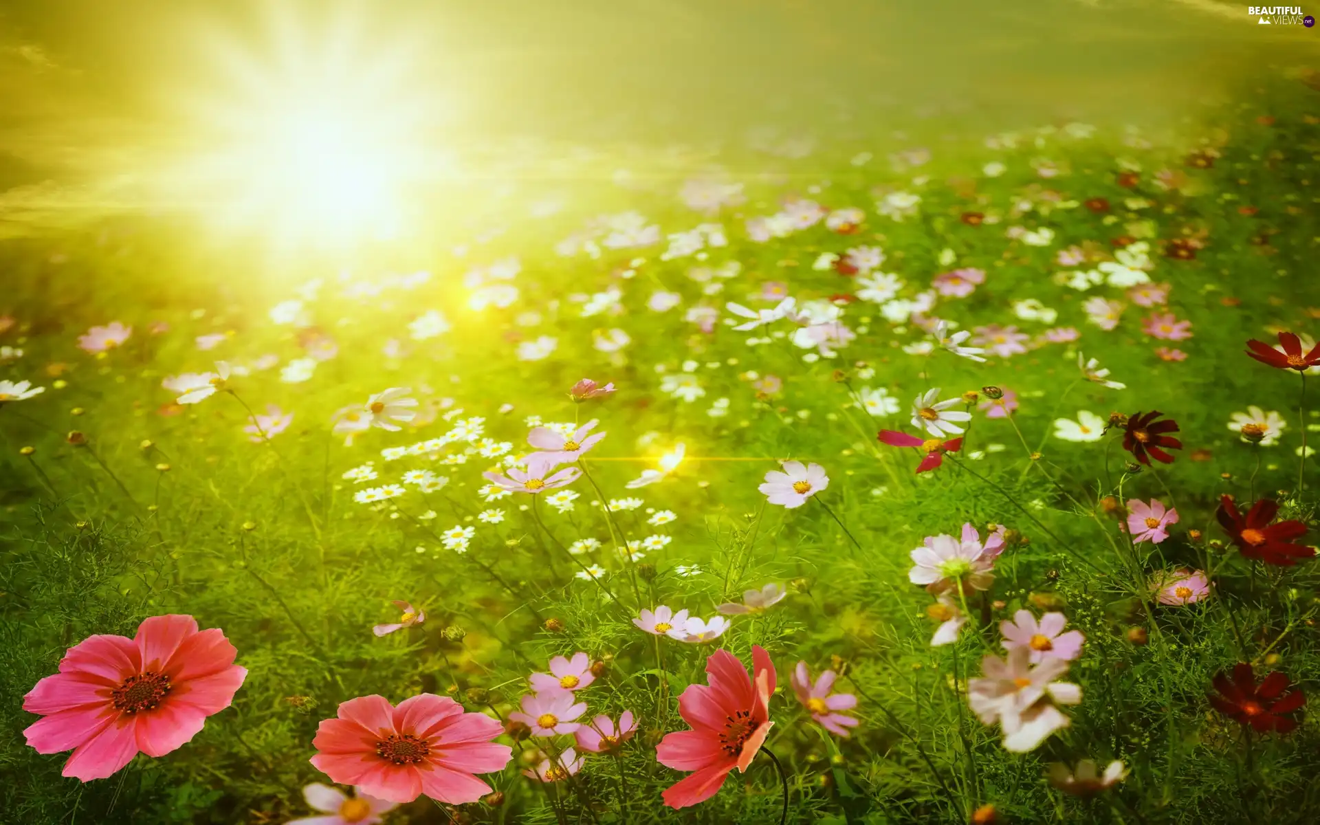 Meadow, rays, sun, Flowers