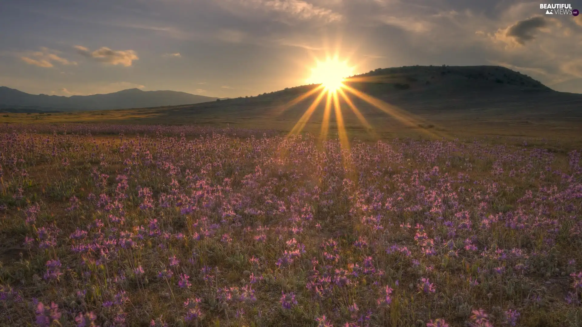 Meadow, west, sun, Flowers