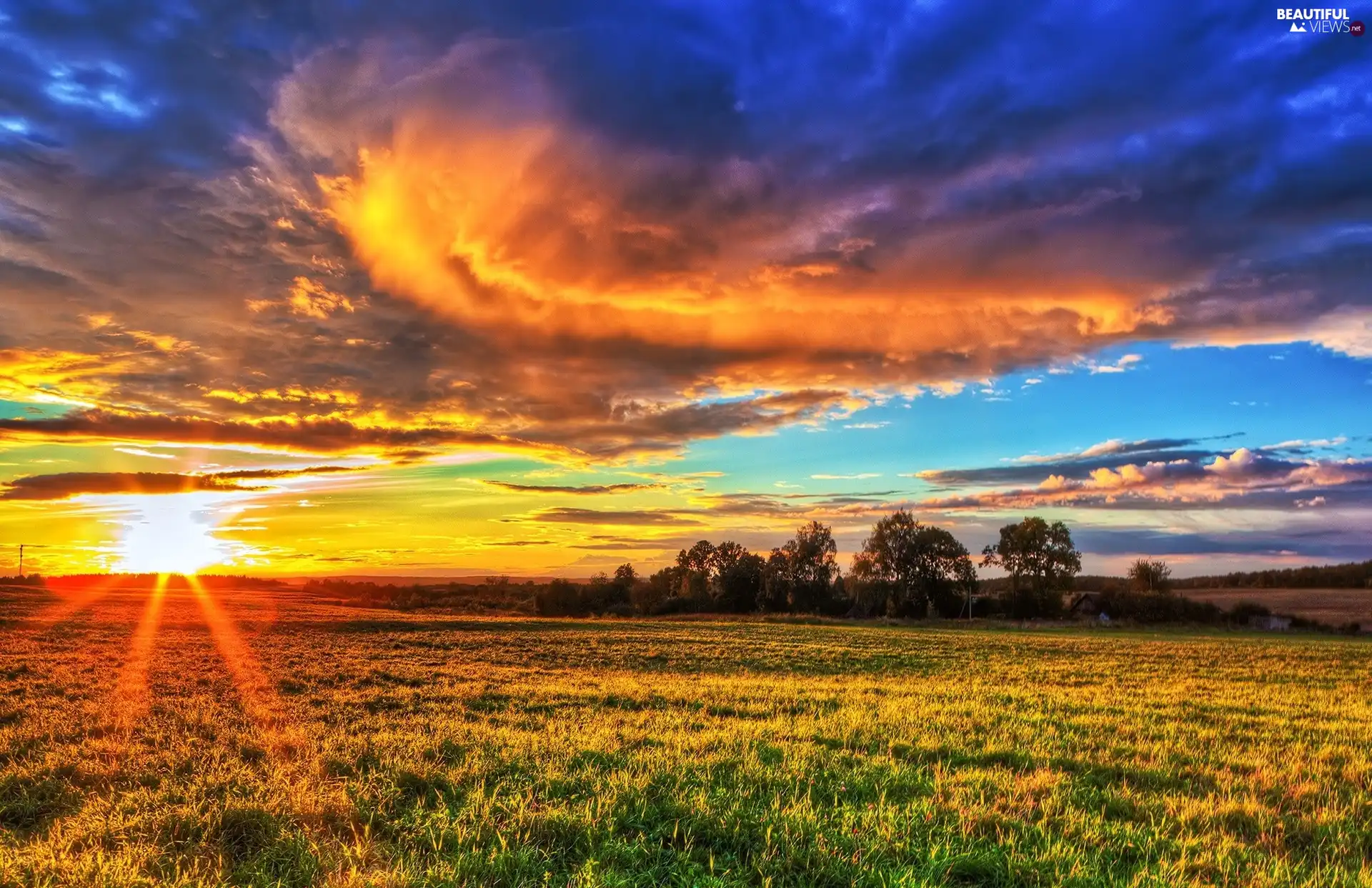 Meadow, west, sun, Flowers