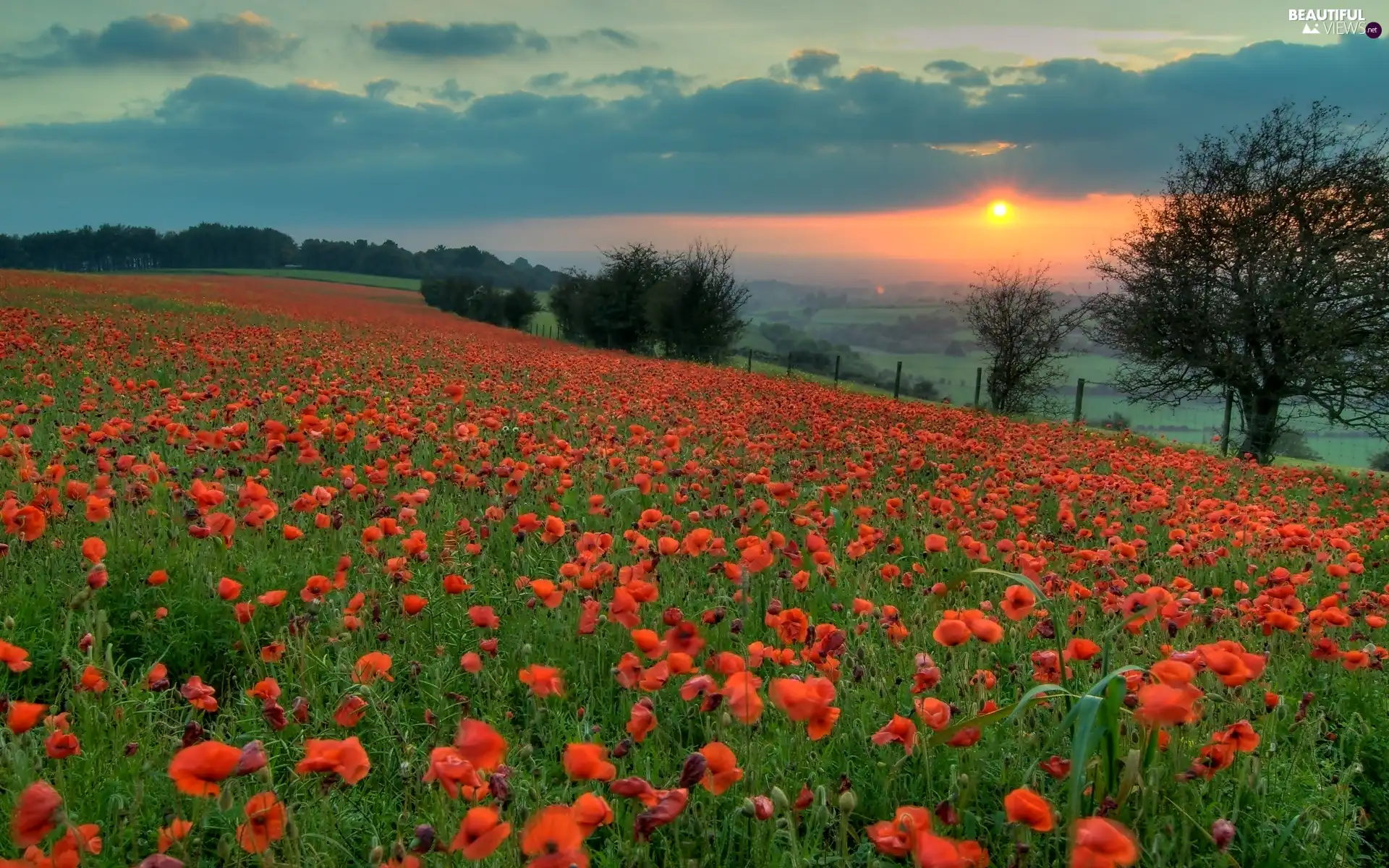 Meadow, west, sun, papavers