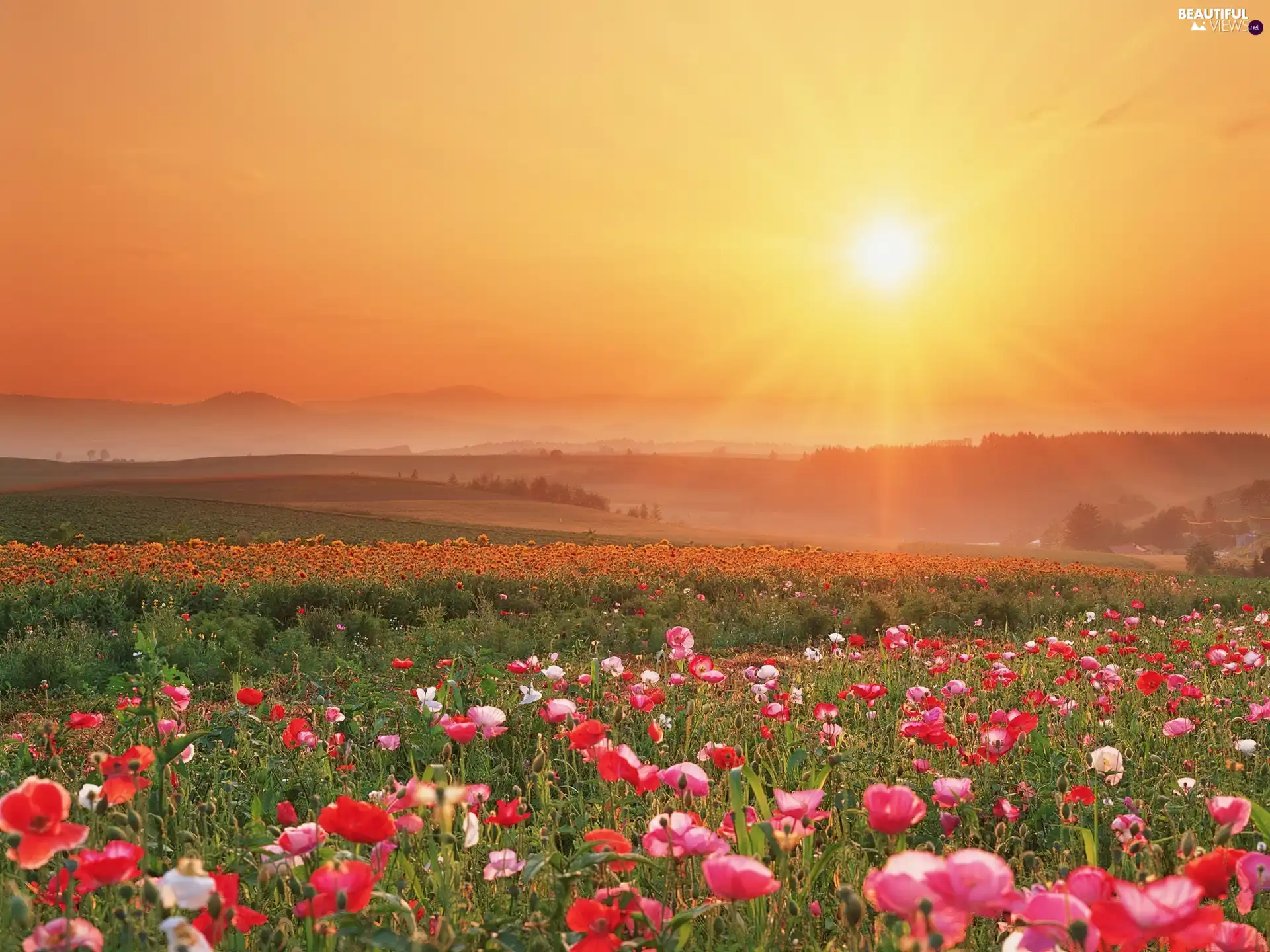 Meadow, west, sun, papavers