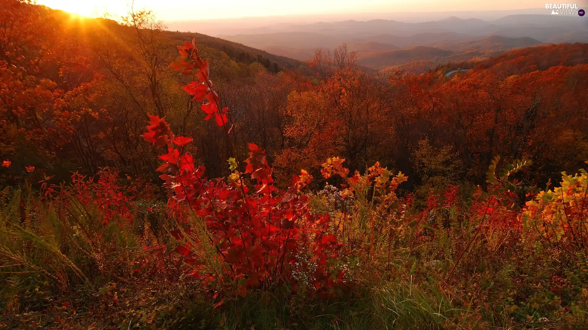 Mountains, Bush, sun, woods