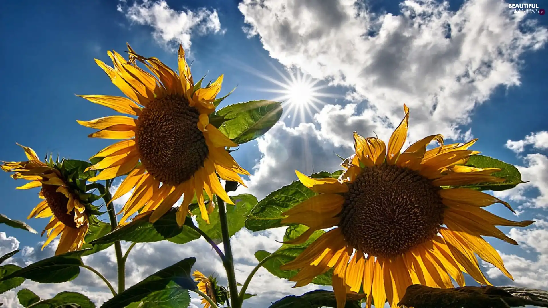 Flowers, rays, sun, Nice sunflowers