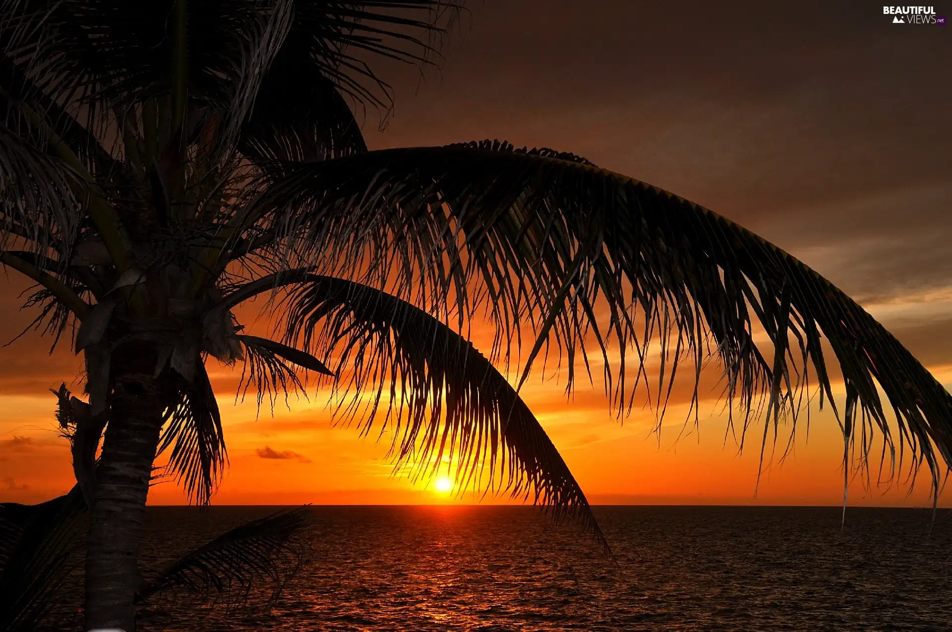 Palm, west, sun, sea