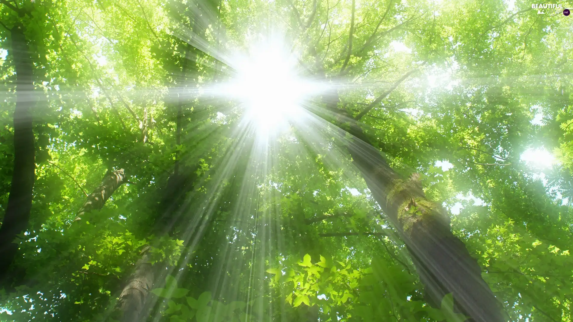 sun, forest, rays