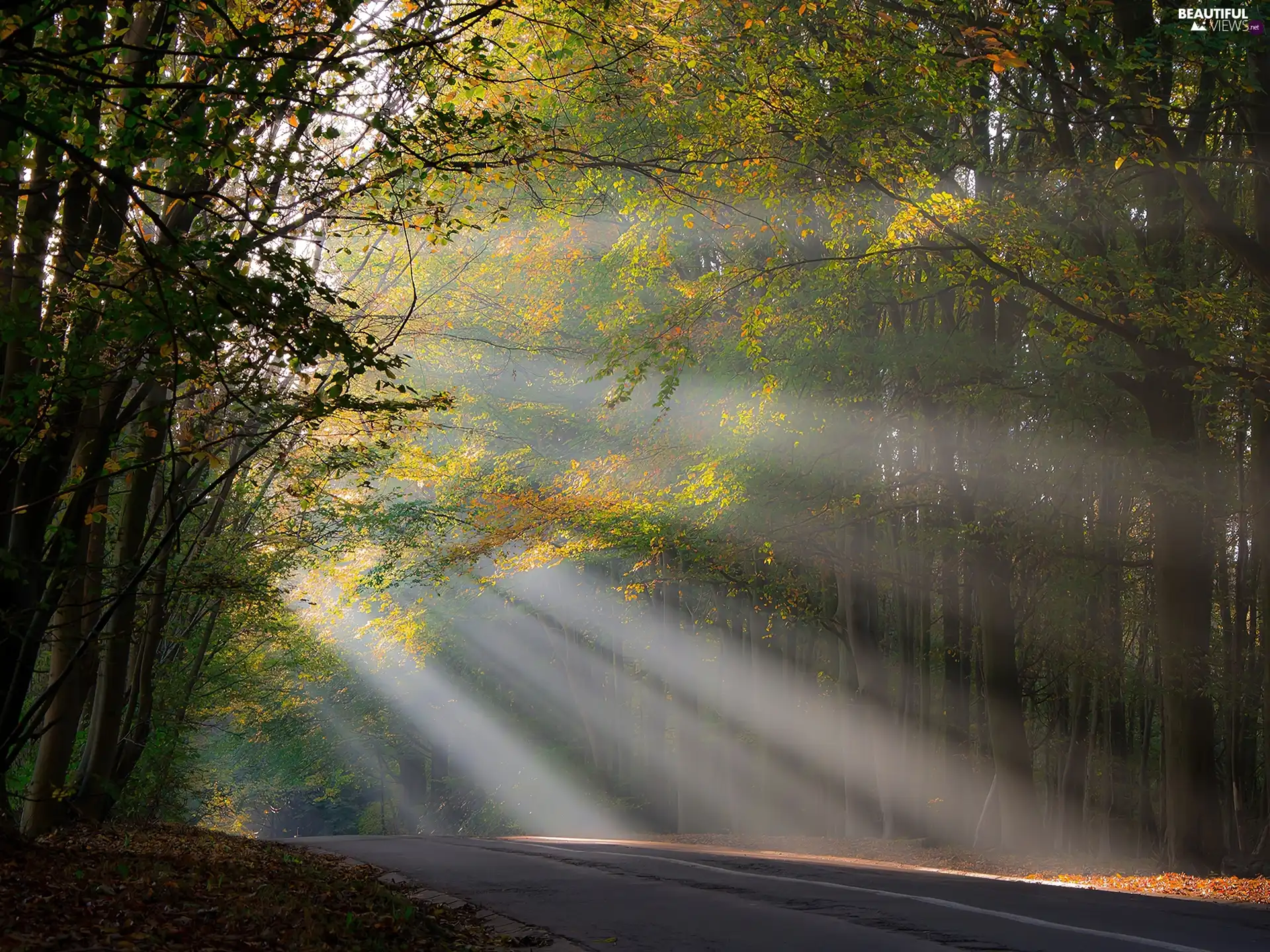 sun, rays, autumn, Przebijające, forest