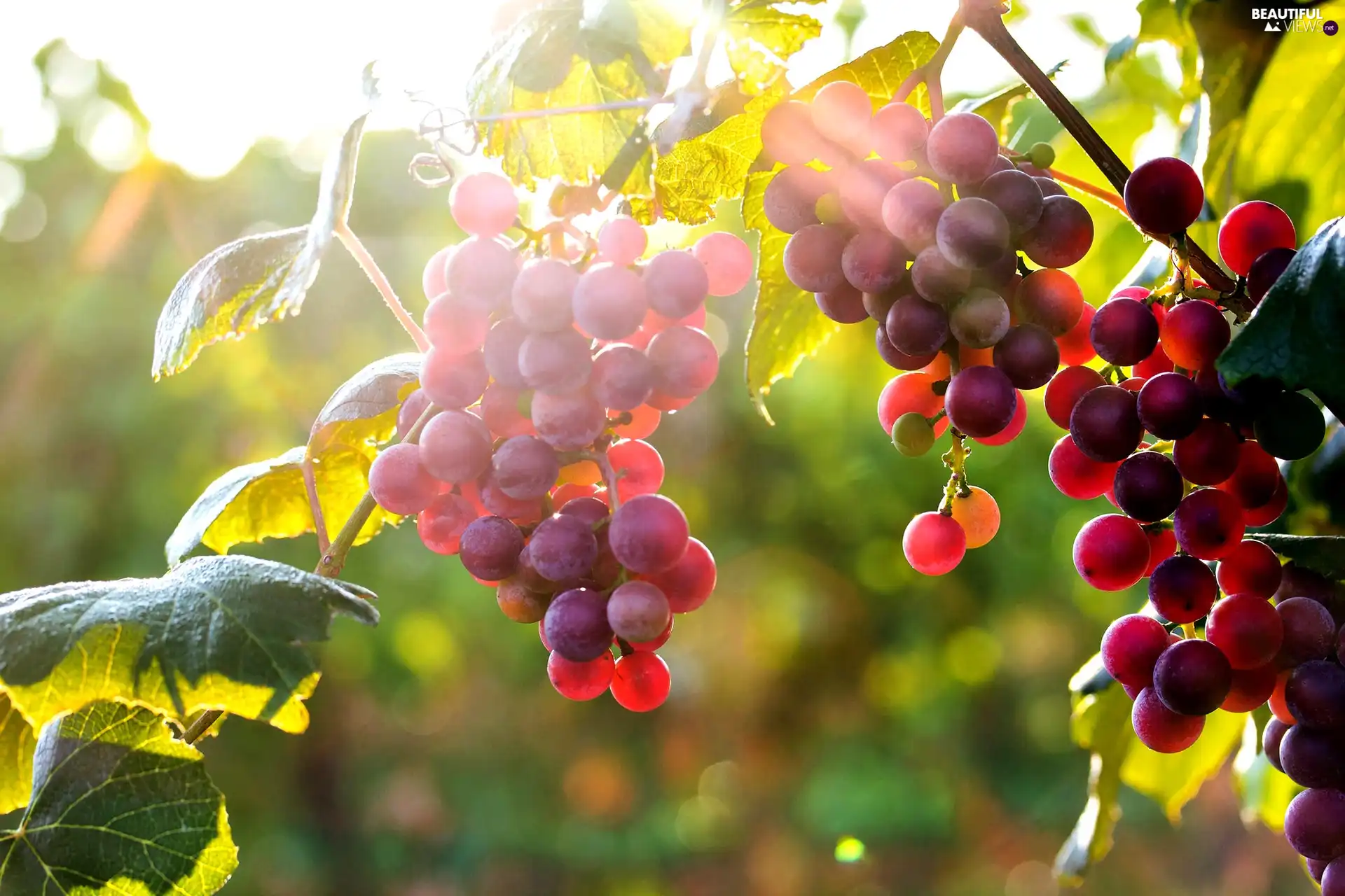 sun, Grapes, rays