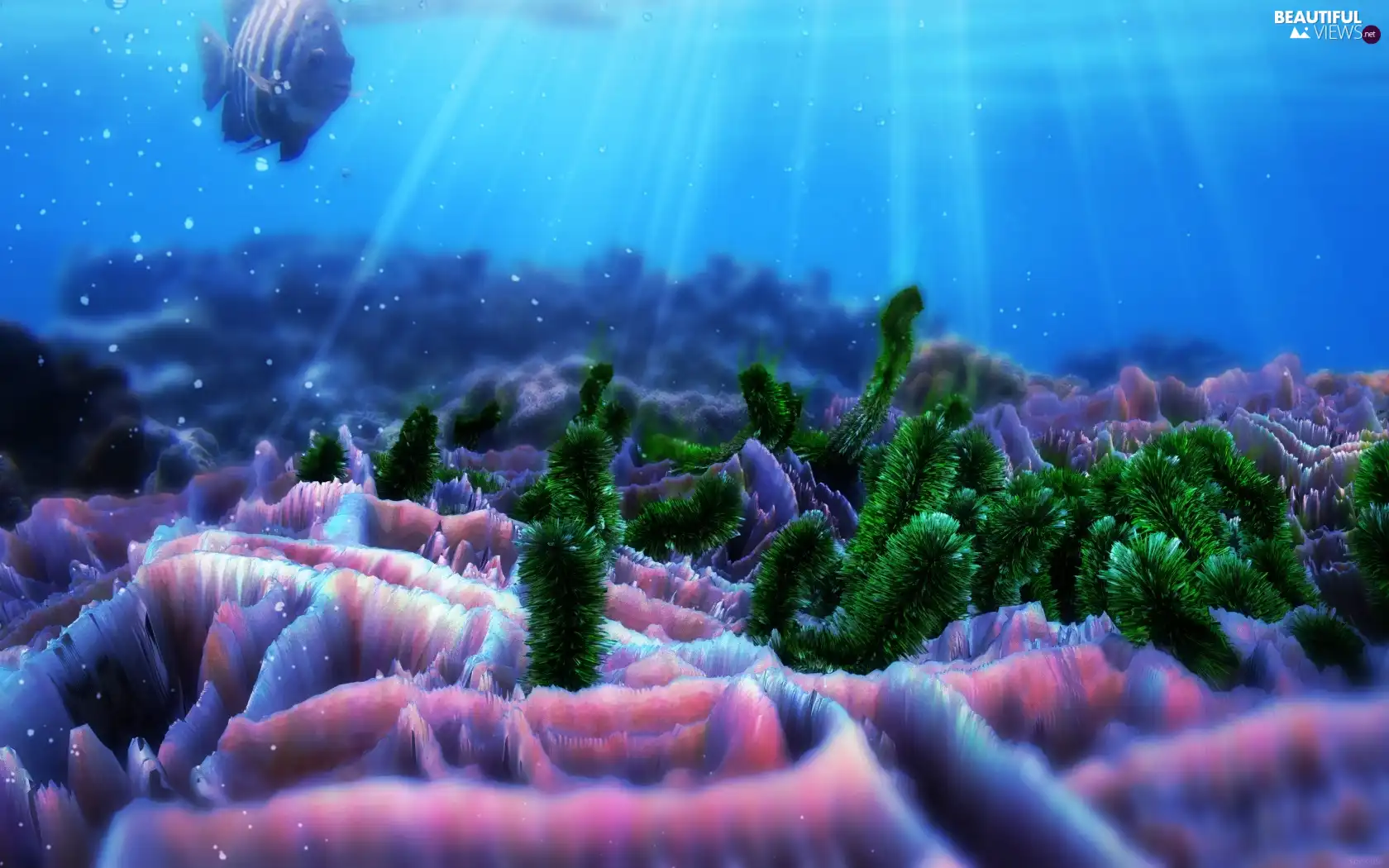 sun, reef, ocean, rays, bottom