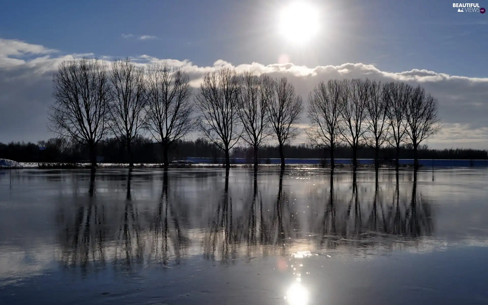 trees, frozen, sun, reflection, viewes, lake