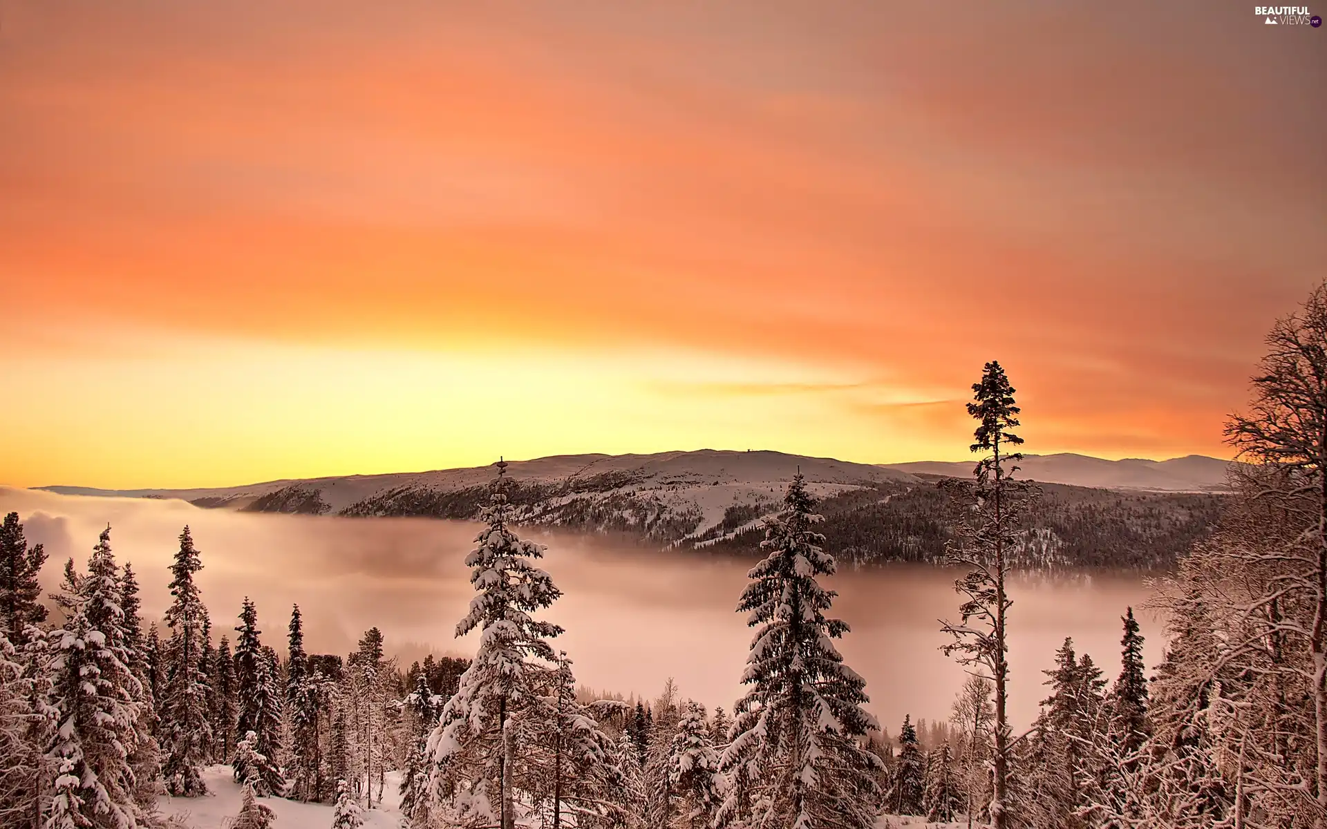 west, Mountains, Snowy, Fog, winter, sun, Spruces