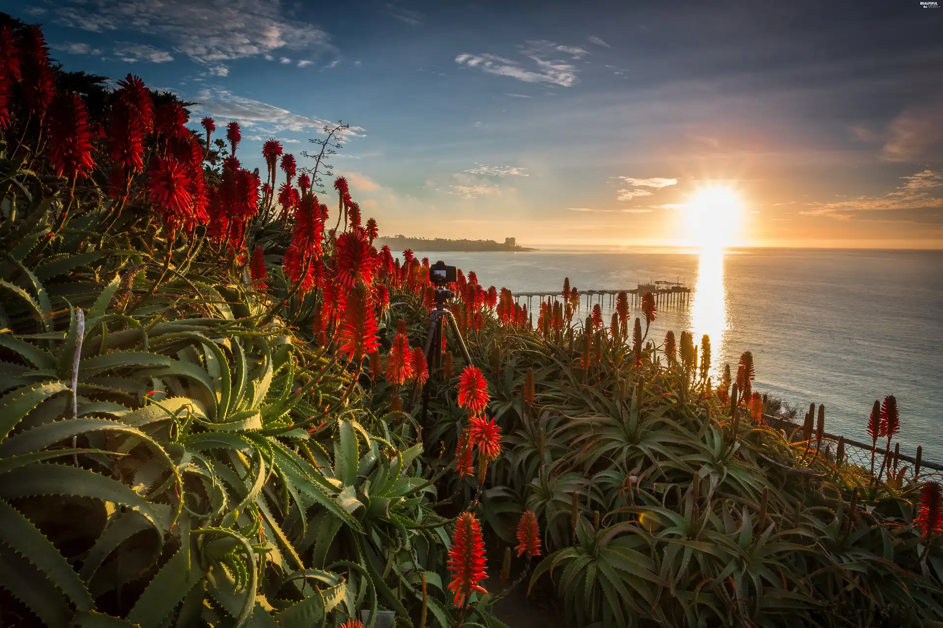 sea, flower, sun, stand, rays, aloe