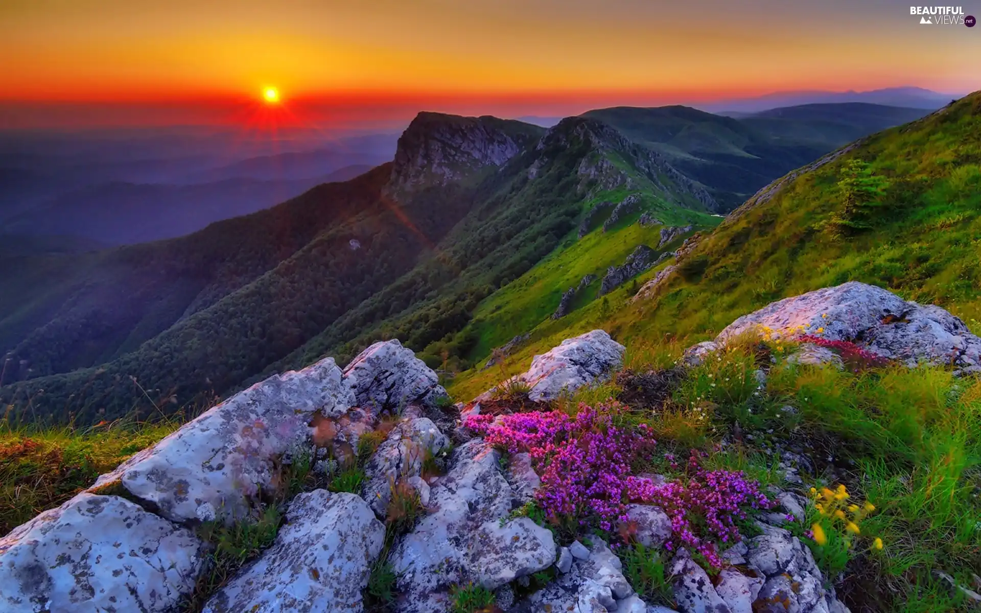 Flowers, Mountains, east, sun, Balkan, Stones