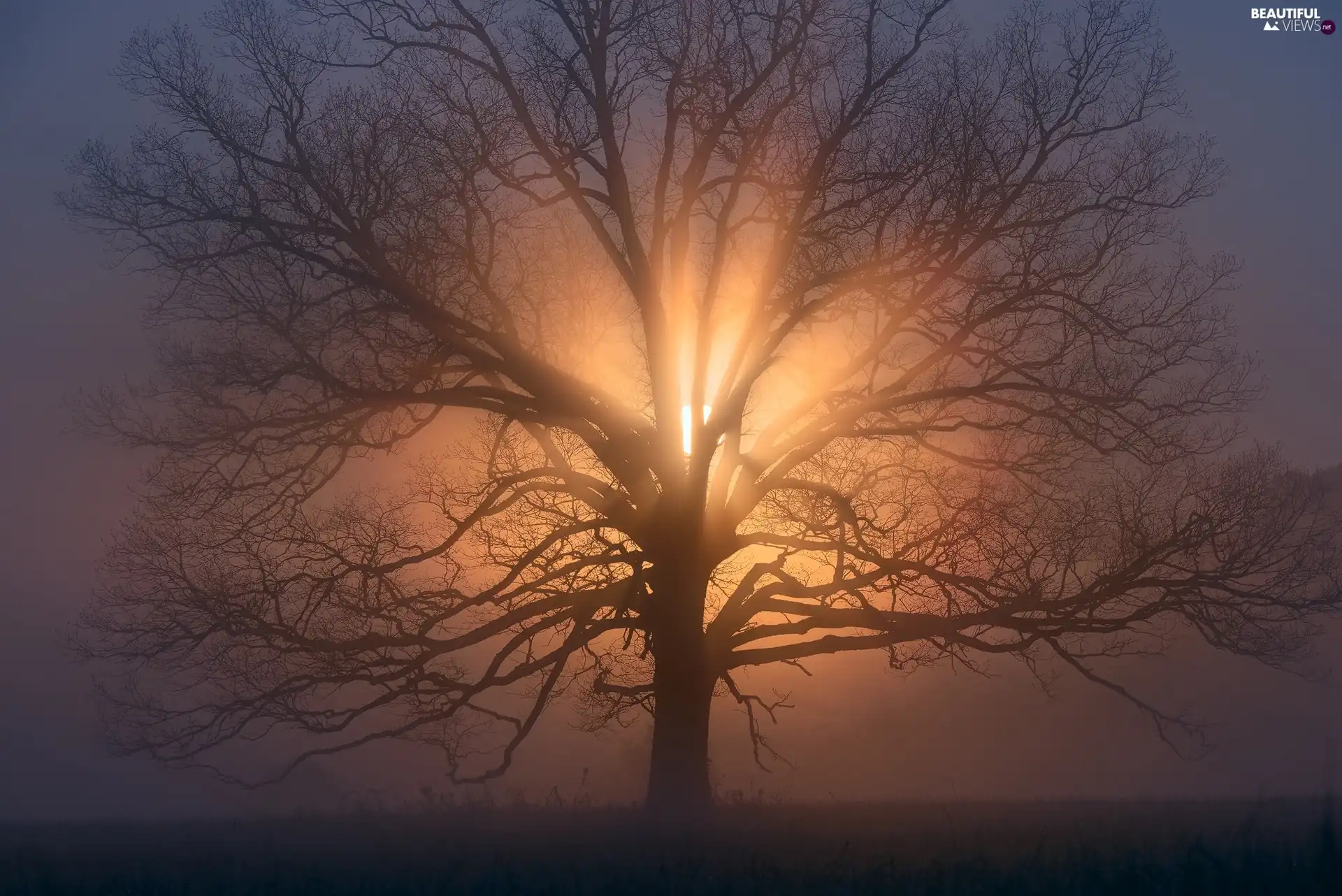 west, trees, sun, Przebijające, luminosity, Fog, sun, flash, ligh