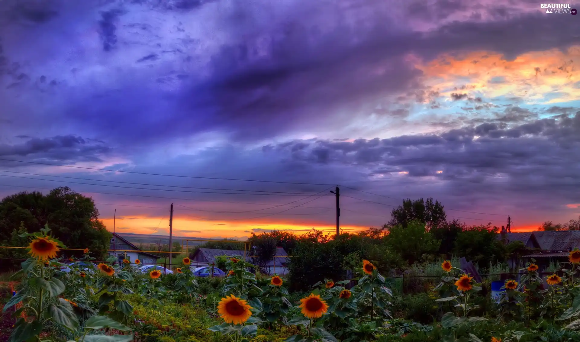 sun, Nice sunflowers, Houses, west, clouds