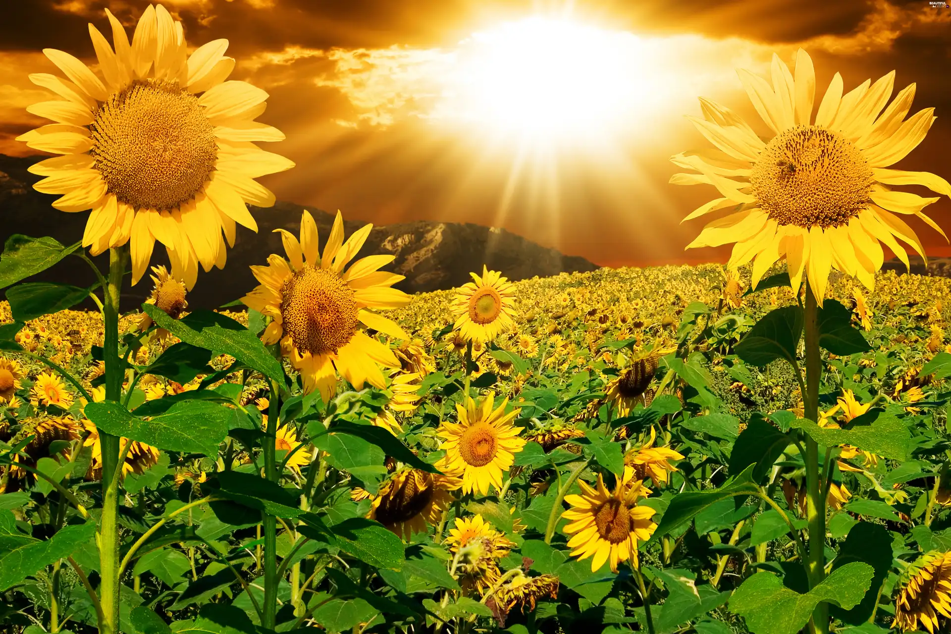 Nice sunflowers, rays, sun, Mountains