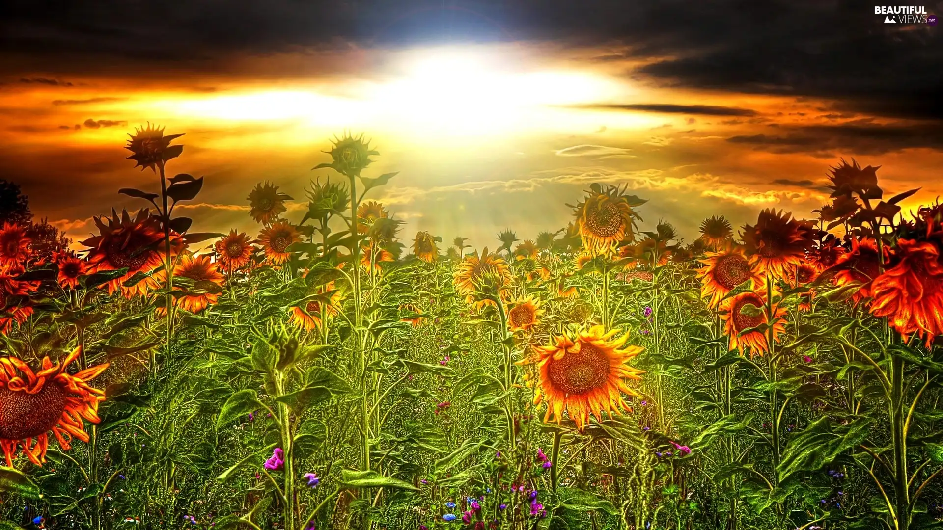 Nice sunflowers, west, sun