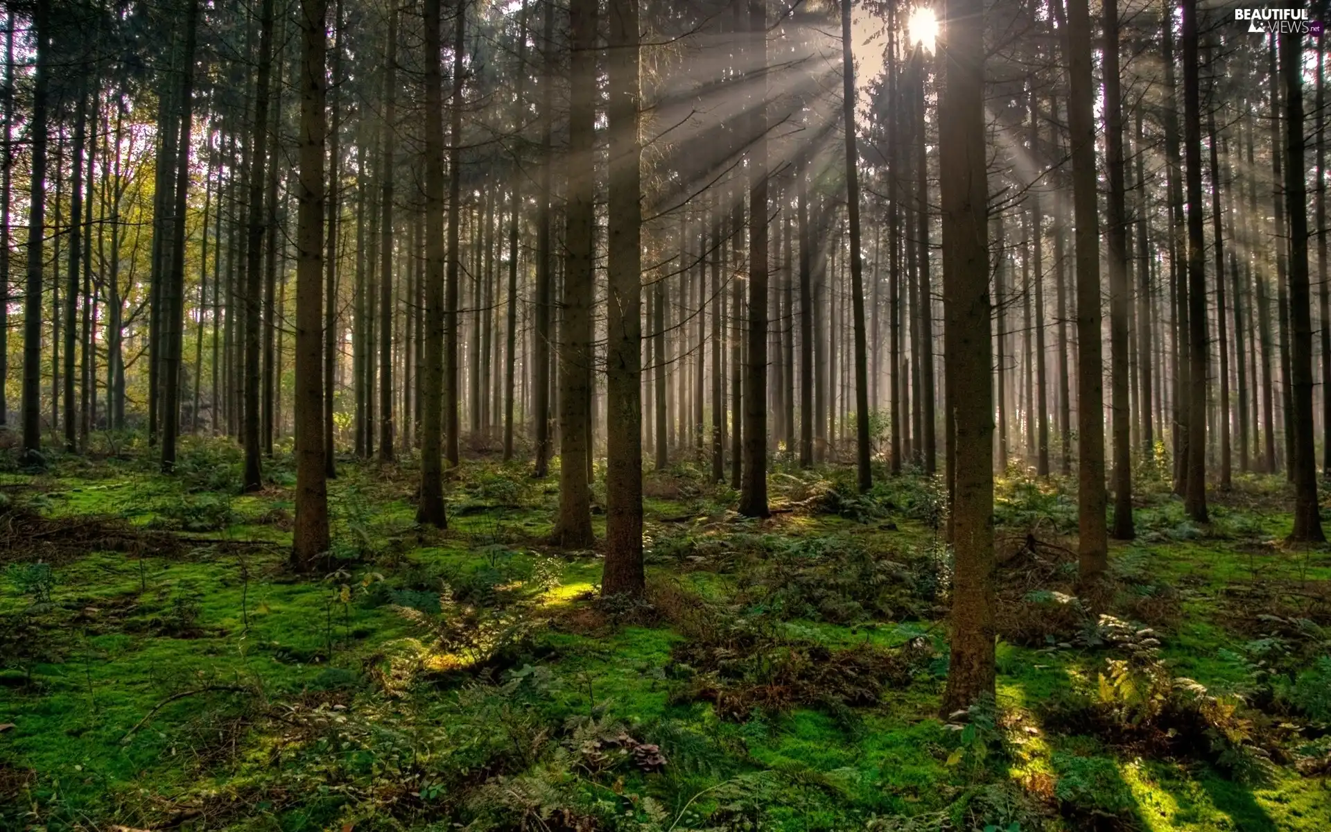 forest, rays, sun, The clear