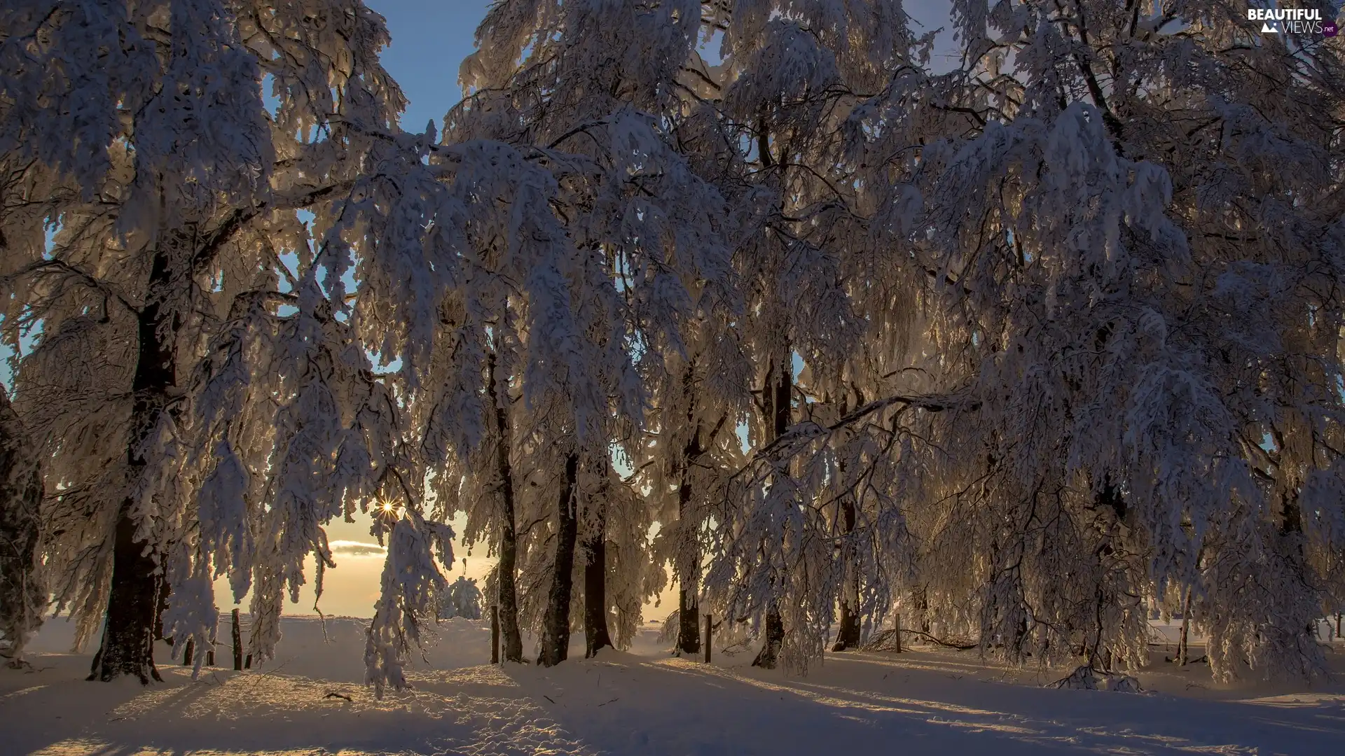 viewes, winter, rays, sun, forest, trees