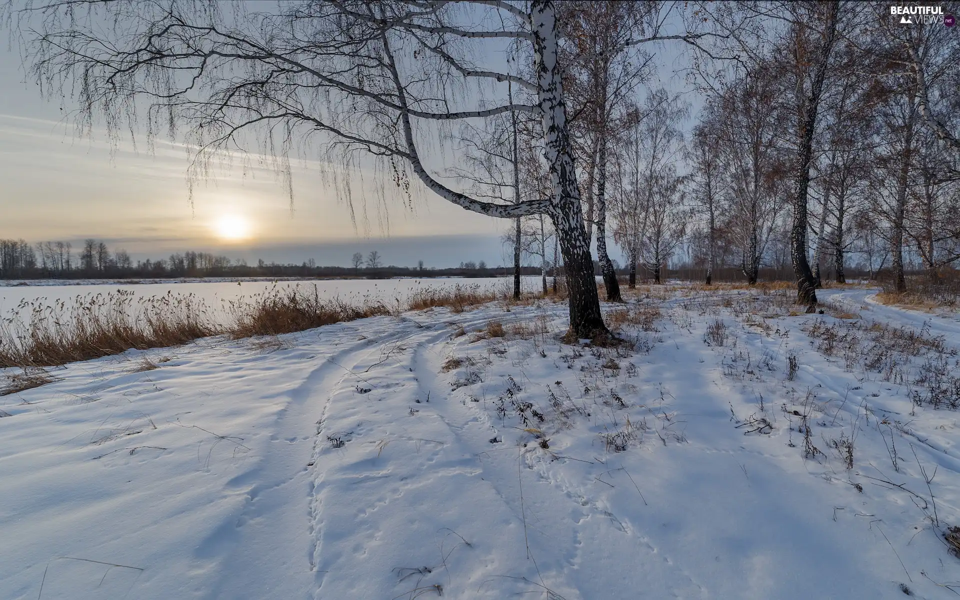 viewes, winter, River, sun, birch, trees