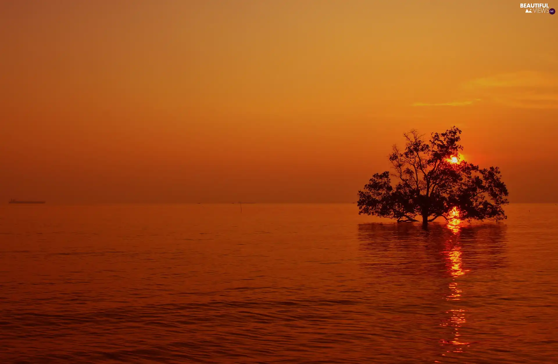 sun, sea, trees