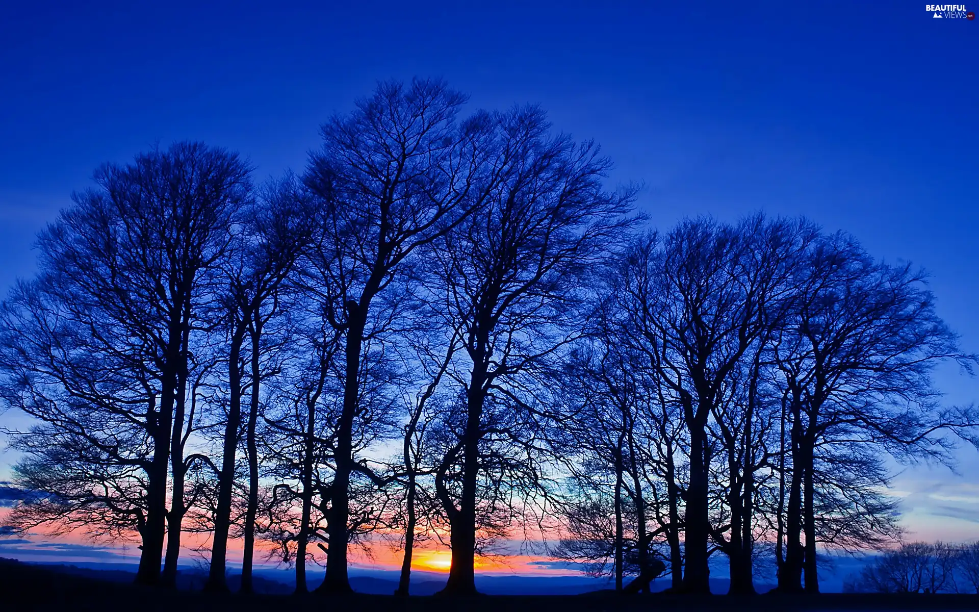 trees, west, sun, viewes