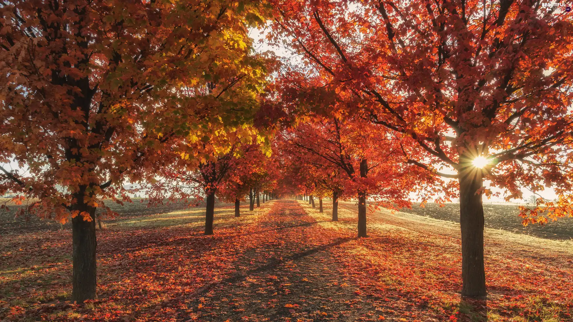 viewes, sun, Way, trees, autumn