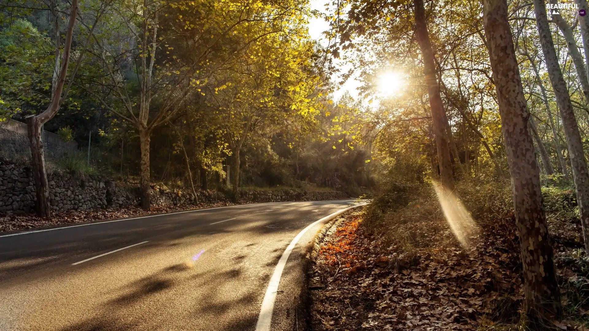 Way, rays, sun, forest