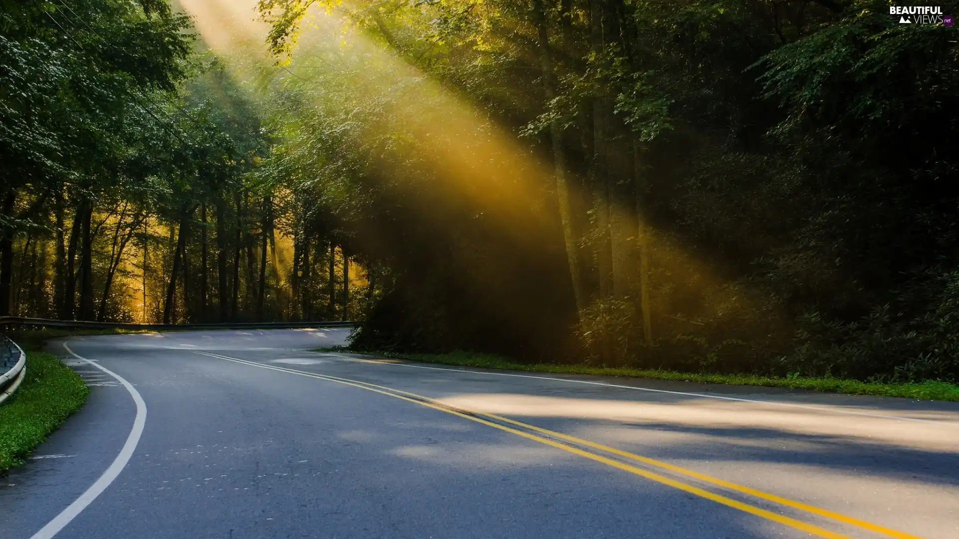 Way, rays, sun, forest