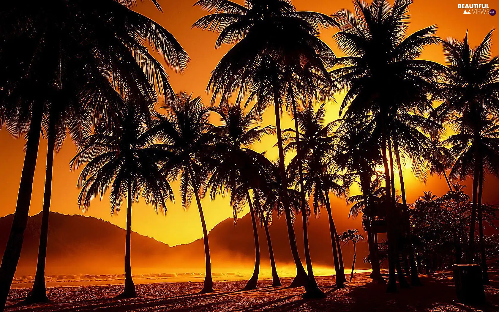 sun, Palms, west