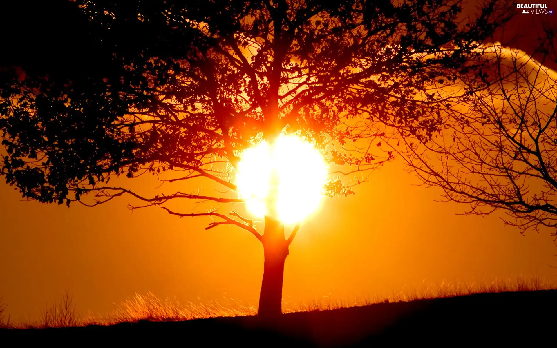 sun, trees, west