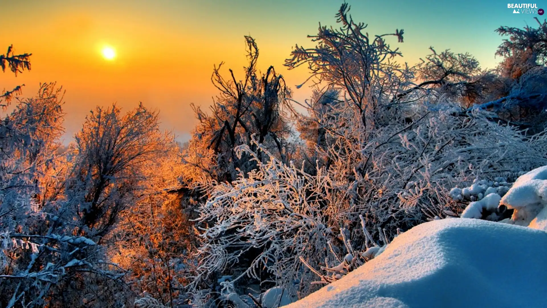 sun, winter, trees, viewes, Bush