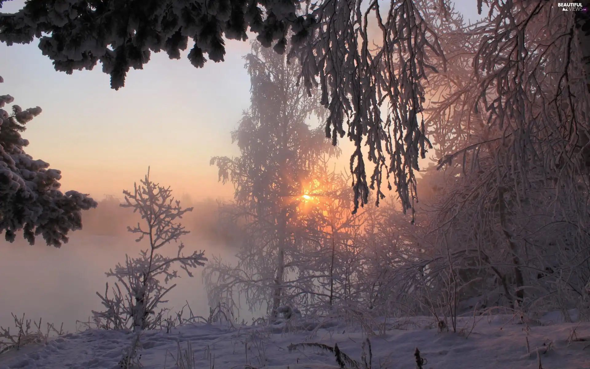 sun, winter, field, rays, forest